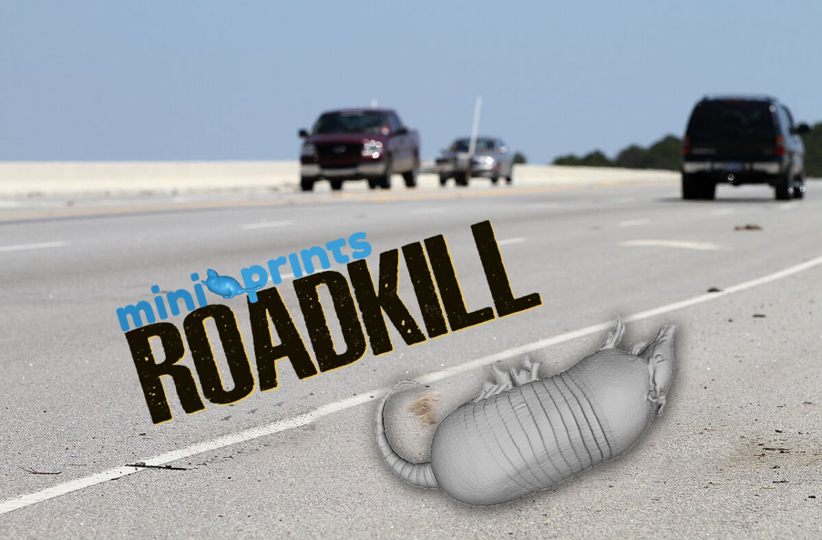 ArmadilloRoadkill