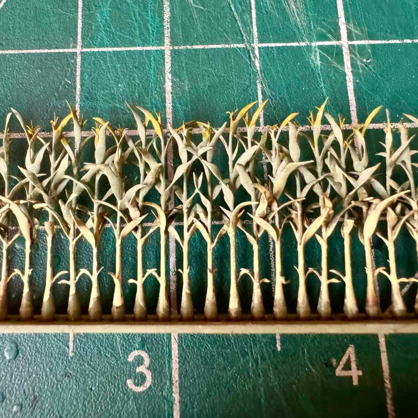 Corn Rows (8) – miniprints