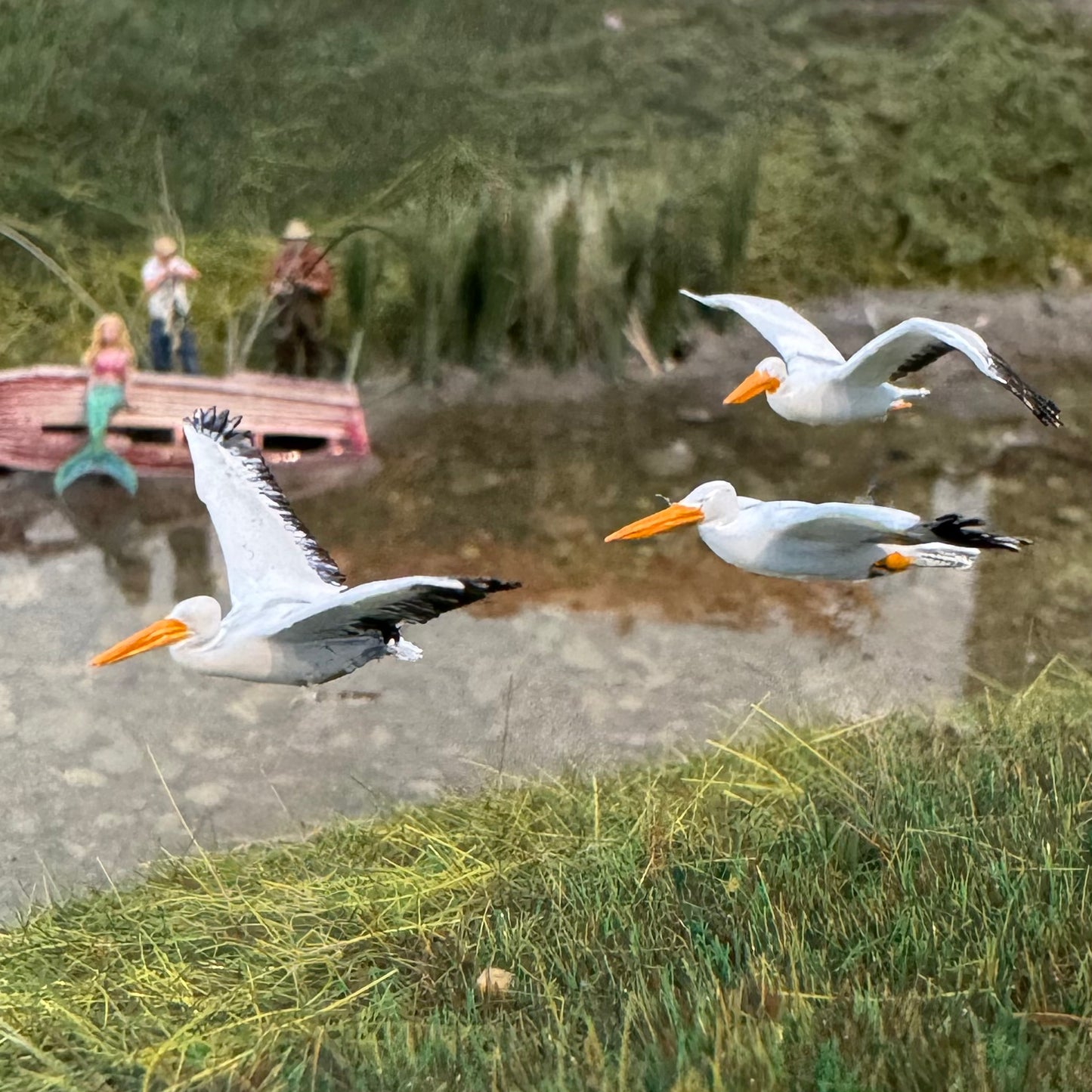 Flying Pelicans (3)