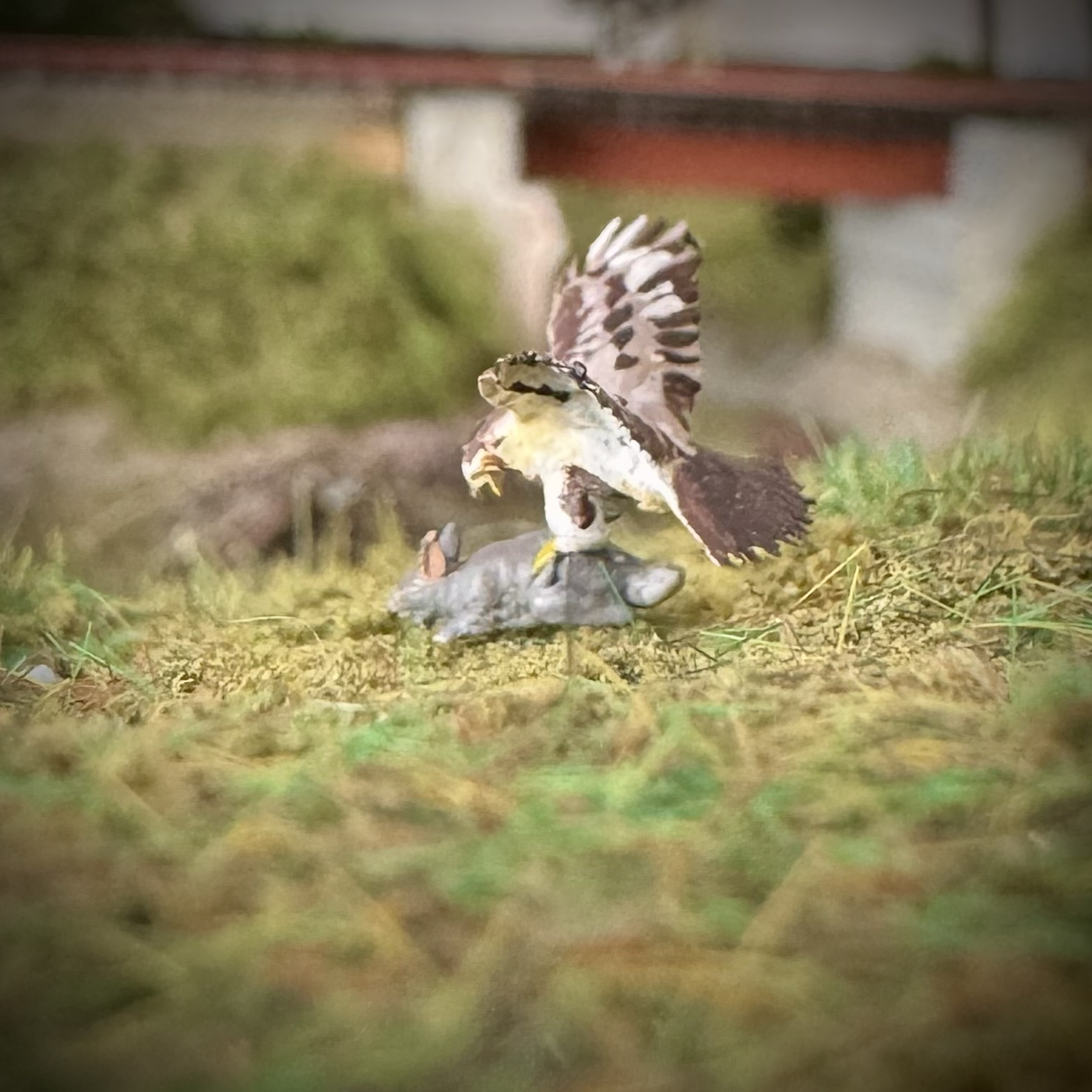 Hawk vs Rabbit