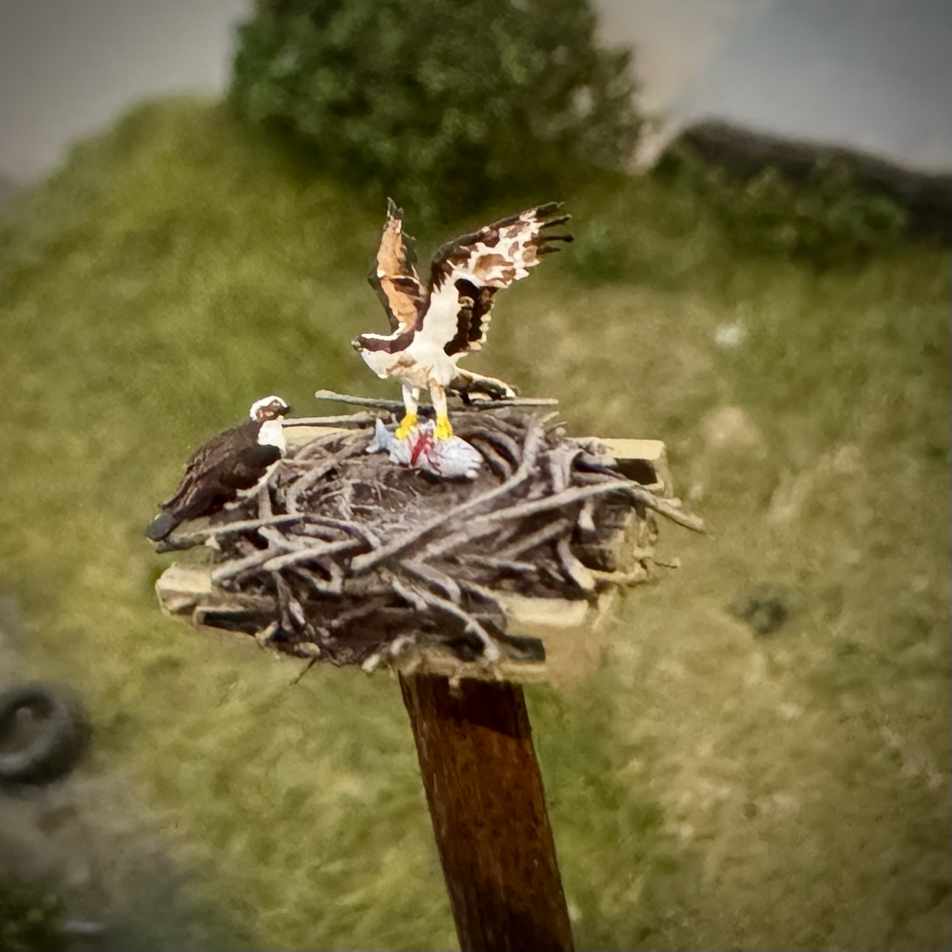 Osprey Fishing