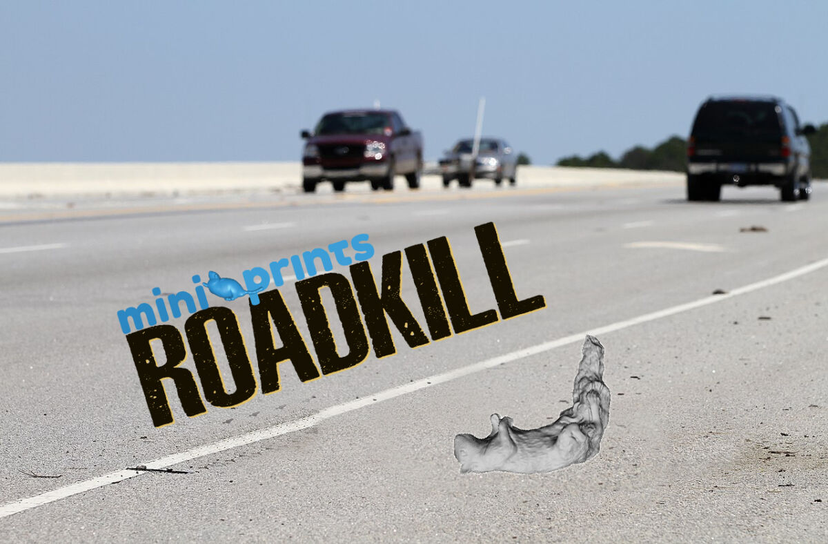 SquirrelRoadkill