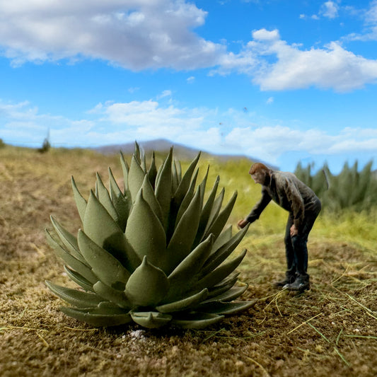 Agave Plant (4)