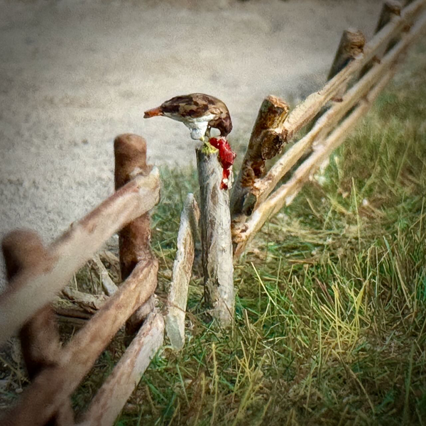 Caught in the Talons (4)